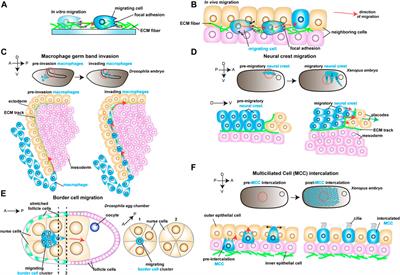 Frontiers Emerging Concepts On The Mechanical Interplay Between